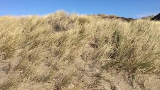 Duingras Bewegend Sterke Wind Noord Californië Strand Handheld — Stockvideo