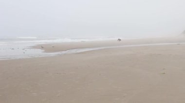 Bird Taking Flight From Beach Oregon Coast Overcast  Day