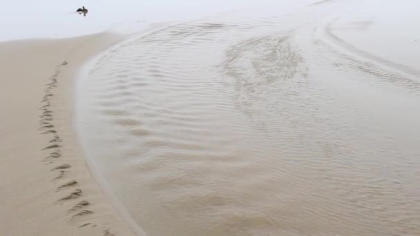 Small Creek Flowing Beach Sand Ocean Oregon Coast — Stok video