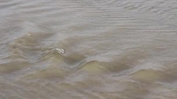 Tight Shot Water Small Creek Flowing Sand Ocean Oregon Coast — Stock Video