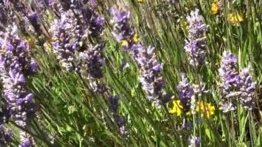 Purple Yellow Flowers Blowing In The Wind With Green Grass And Bee