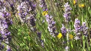 Purple and Yellow Flowers Blowing In The Wind With Green Grass