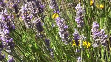 Purple Yellow Flowers Blowing In The Wind With Green Grass And Bee