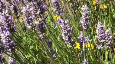 Purple Yellow Flowers Blowing In The Wind With Green Grass And Bee