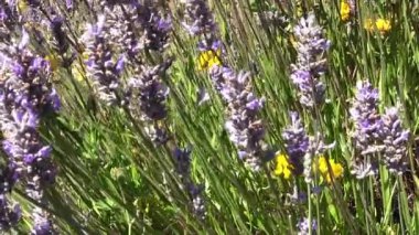 Purple Yellow Flowers Blowing In The Wind With Green Grass And Bee
