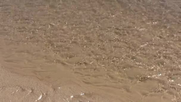 Small Shallow Creek Water Moving Sandy Beach Newport Oregon — Stok video