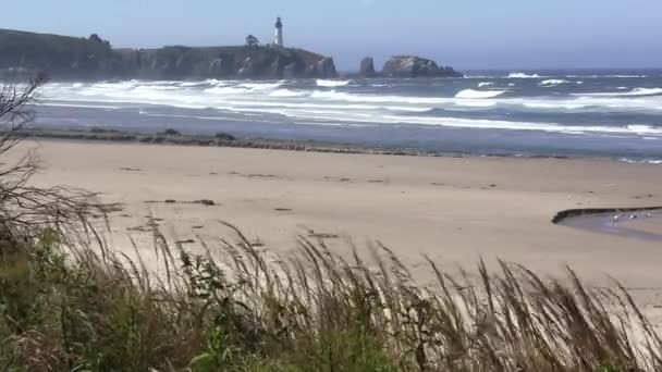 Sand Beach Newport Oregon Lighthouse Blue Sky Grass Seagulls — Stockvideo