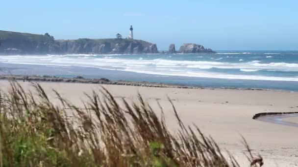 Sand Beach Newport Oregon Lighthouse Blue Sky Grass Seagulls — Stock Video