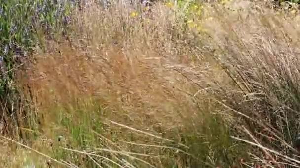 Long Yellow Grass Blowing Sea Breeze Purple Yellow Flowers Newport — Vídeo de stock