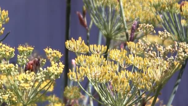 Bees Flying Crawling Yellow Flowers Green Stalks Gathering Pollen — Stock video