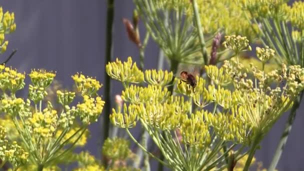 Bees Flying Crawling Yellow Flowers Green Stalks Gathering Pollen — Vídeos de Stock