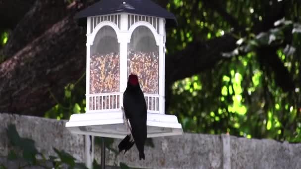 Tight Shot Red Headed Birds Black White Feathers Feeding Bird — 图库视频影像