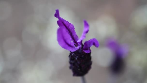 Profondeur Peu Profonde Fleur Violette Champ Déplaçant Doucement Dans Brise — Video