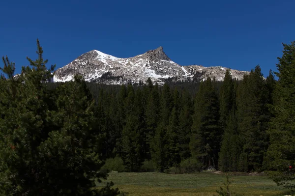 Yosemite National Park Summer Snow Mountain Green Trees Grassy Meadow — Stock Photo, Image