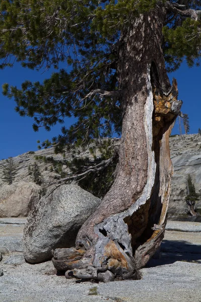 Levande Tall Med Trasiga Stammen Splittrad Öppen Växer Granite Rock — Stockfoto