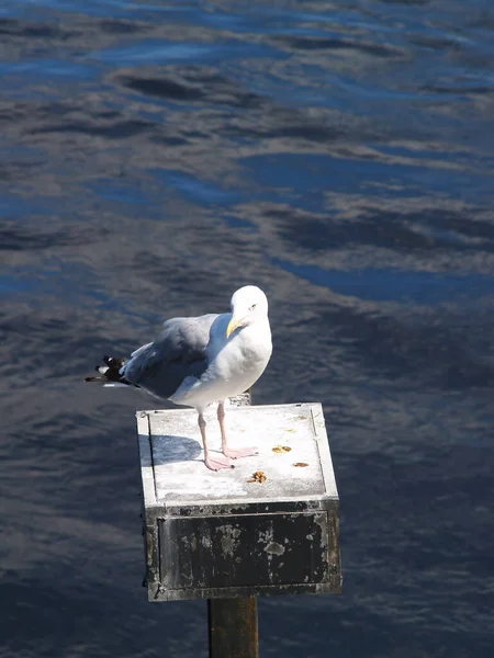 Gray White Seagull Standing Alon Small Fixture Boston Harbor Massachusetts — Stock Photo, Image