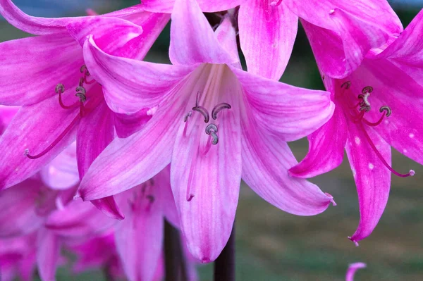 Strak Schot Van Een Groep Van Roze Dame Bloemen Met — Stockfoto