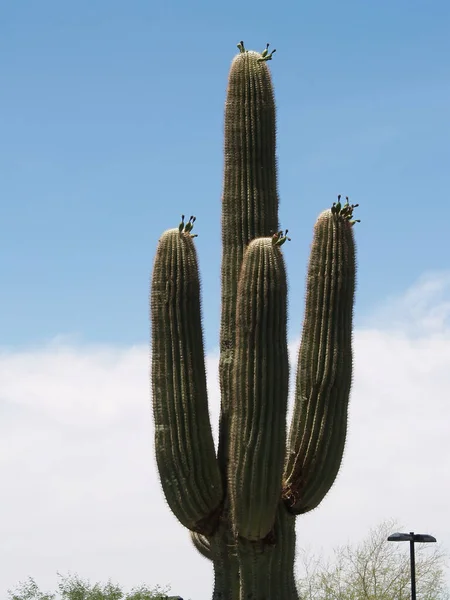 Κάκτος Saguaro Στέκεται Ενάντια Στα Λευκά Σύννεφα Και Τον Γαλάζιο — Φωτογραφία Αρχείου