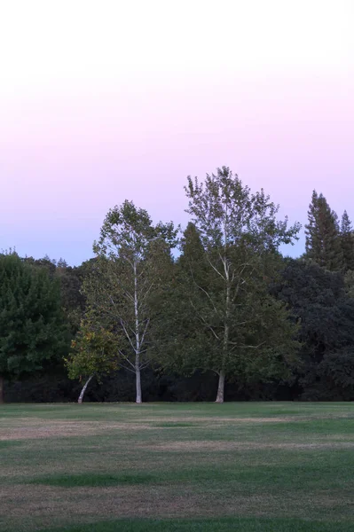 Zielona Trawa Parku Bankiem Drzew Skraju Zachmurzone Niebo Środku Lata — Zdjęcie stockowe