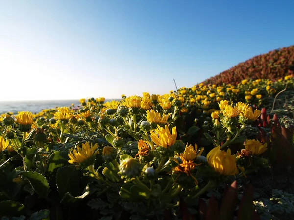 北カリフォルニアの海と青い空の緑の氷の植物に黄色の花 — ストック写真