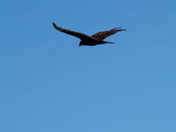Hawk Volant Seul Dans Ciel Bleu Clair Avec Les Ailes — Photo