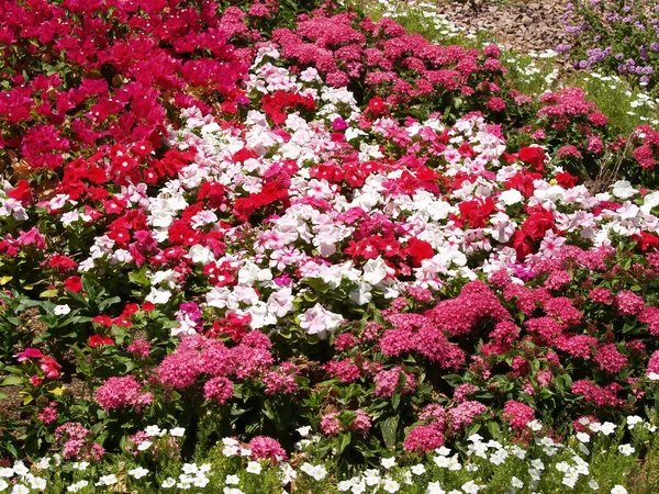 Virágágyás Parkosítás Arizona Hotel Red White Zöld Növények — Stock Fotó