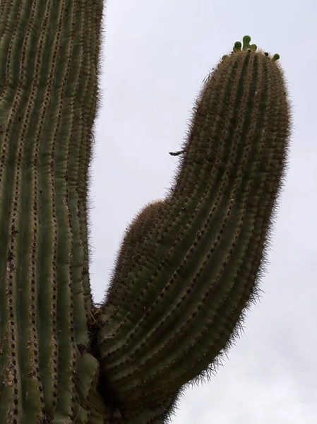 Saguaro Kaktus Plant Trunk Gałąź Przeciw Blademu Niebu Arizona — Zdjęcie stockowe