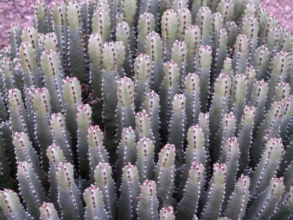 Sulu Bitki Reçinesi Temizliği Euphorbia Resinfera Patch Arizona Otel Peyzajında — Stok fotoğraf