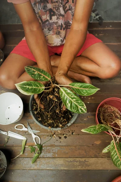 Sudeste Asiático Hombre Repotting Houseplant — Foto de Stock