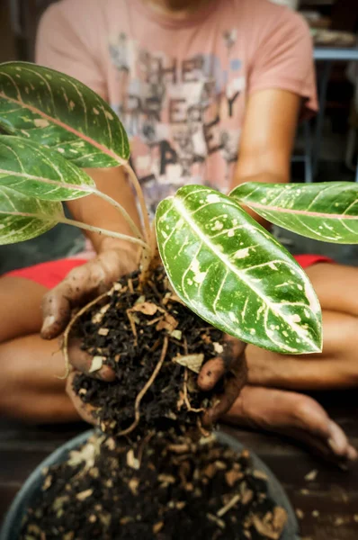 东南亚男人手牵着一个家庭植物 显示土壤生长介质和根系 — 图库照片