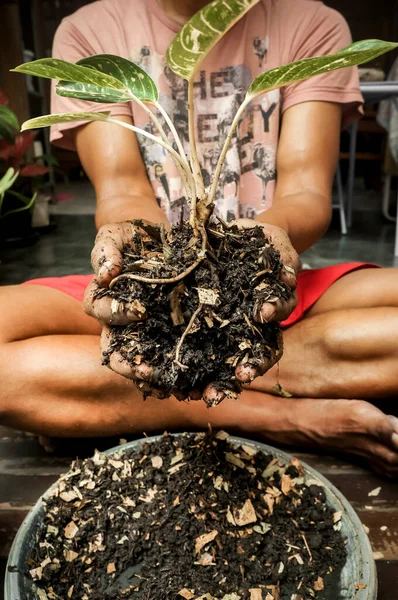 东南亚男人拿着一个家庭植物 被生长中的介质或泥土弄脏的手 — 图库照片