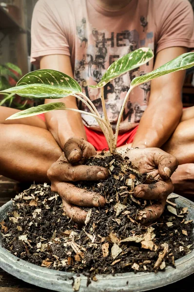 东南亚男人在家里的一个家庭植物上工作的特写 肮脏的手与日益增长的媒体 — 图库照片