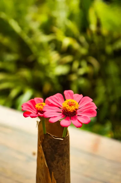 Margaridas Rosa Bonitas Uma Mesa Para Decoração Com Jardim Verde — Fotografia de Stock