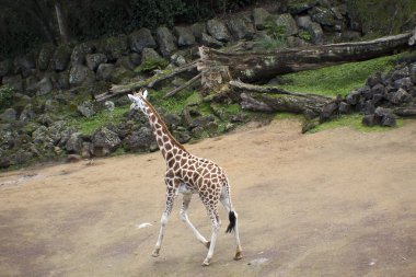 Zürafa