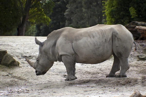 Rhinocéros — Photo