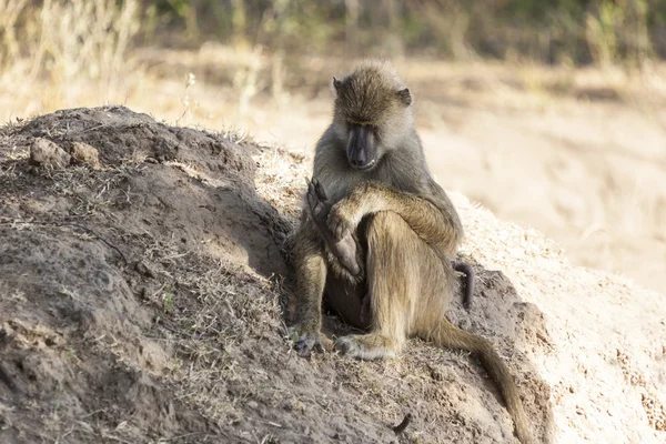 Monkey family — Stock Photo, Image