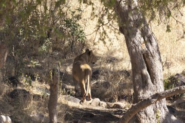 vahşi aslan gizleme
