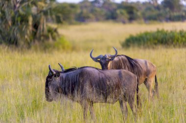 serengeti üzerinde antiloplar