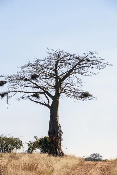 Arbre solitaire dans la nature africaine — Photo