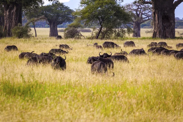 Buffalos In Tanzania — Stock Photo, Image
