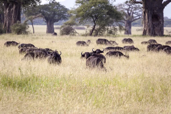 Bufflarna i tanzania — Stockfoto