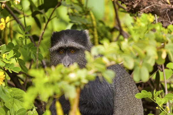 Veludo macaco no selvagem — Fotografia de Stock