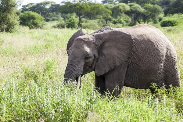 Elefante — Foto de Stock