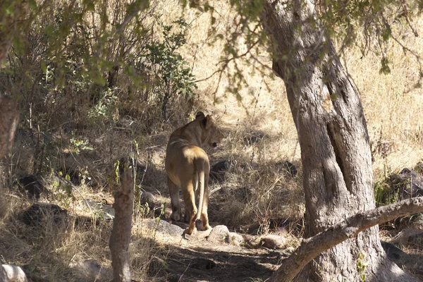 Nascondere il leone nel deserto — Foto Stock