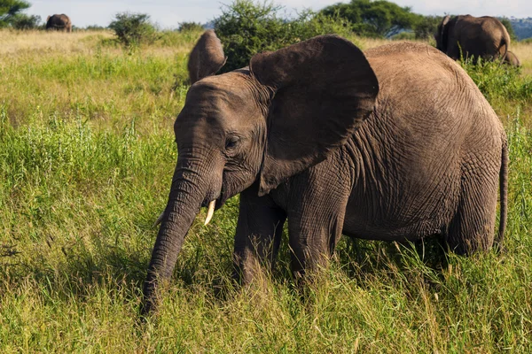 Elephant — Stock Photo, Image