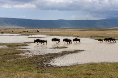 sereneti, Tanzanya wildebeest göç