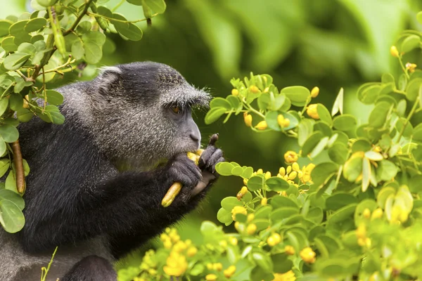 Mono de terciopelo en la naturaleza —  Fotos de Stock