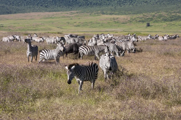 タンザニアのセレンゲティ国立公園の移行中にシマウマの群れ — ストック写真