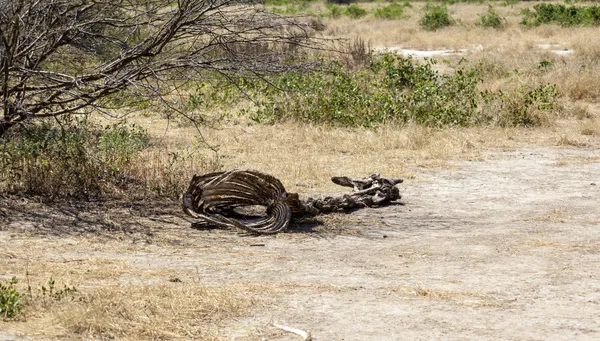 Death Giraffe in Africa — Stock Photo, Image