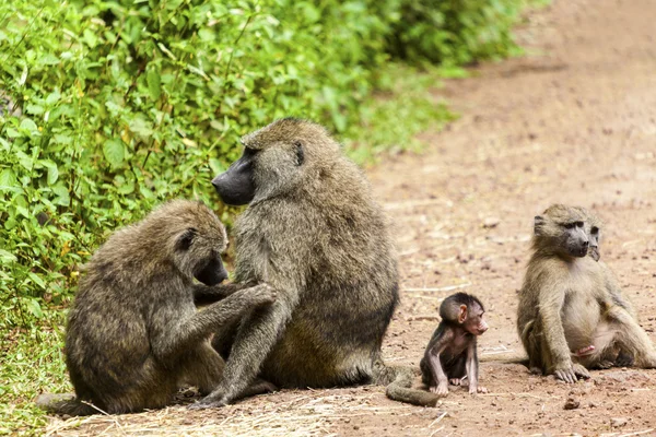 Familia de monos juguetones en la naturaleza —  Fotos de Stock